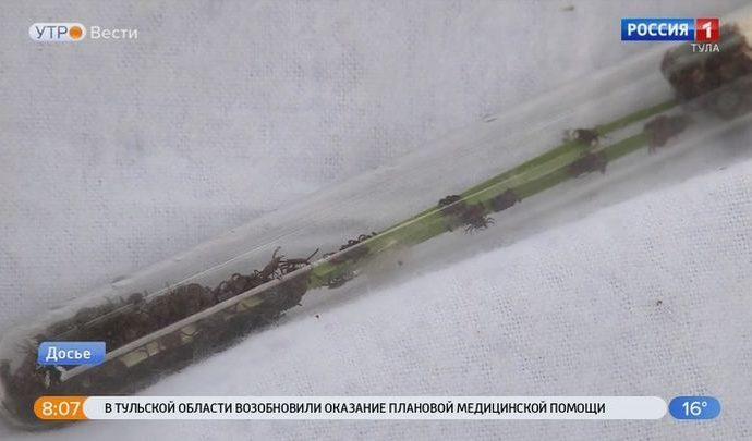В Тульской области за неделю клещи покусали более 200 человек