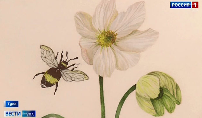 В «Тульских древностях» открылась выставка ботанических рисунков
