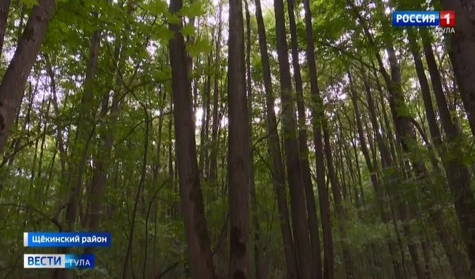 Яснополянские лесники прозевали незаконный захват земель