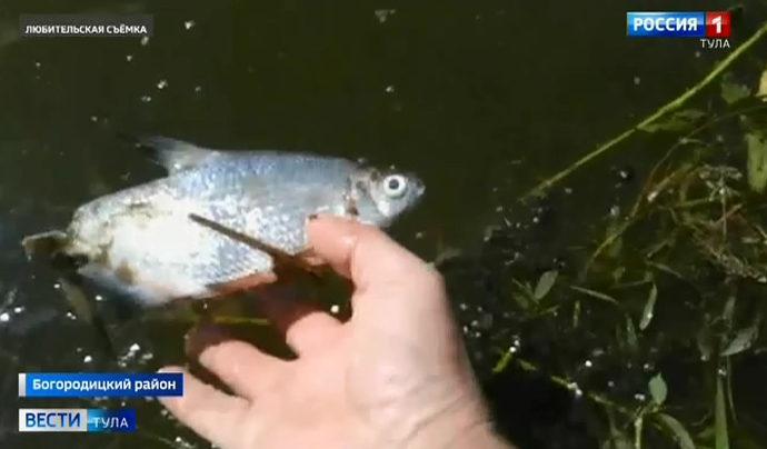 Из-за сбросов «Водоканала»  в Уперте массово гибнет рыба
