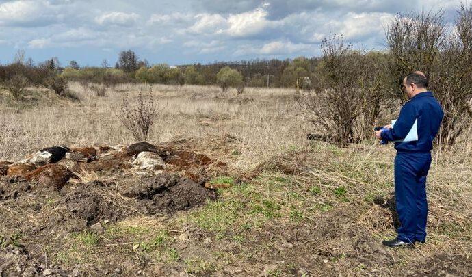 В Чернском районе произошёл массовый падёж скота