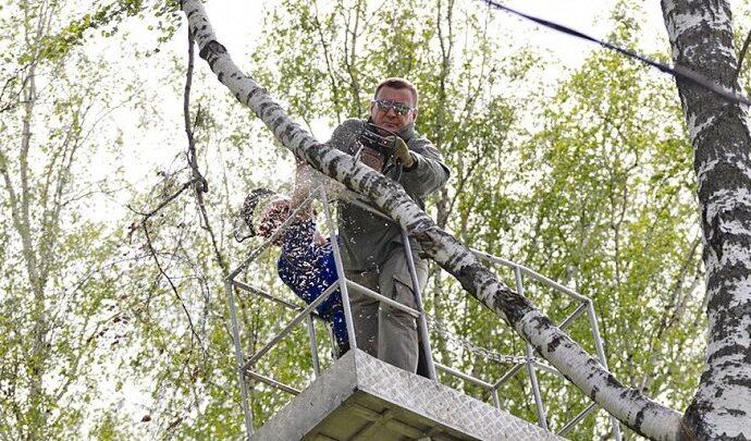 Алексей Дюмин опиливает деревья в Баташёвском саду на субботнике