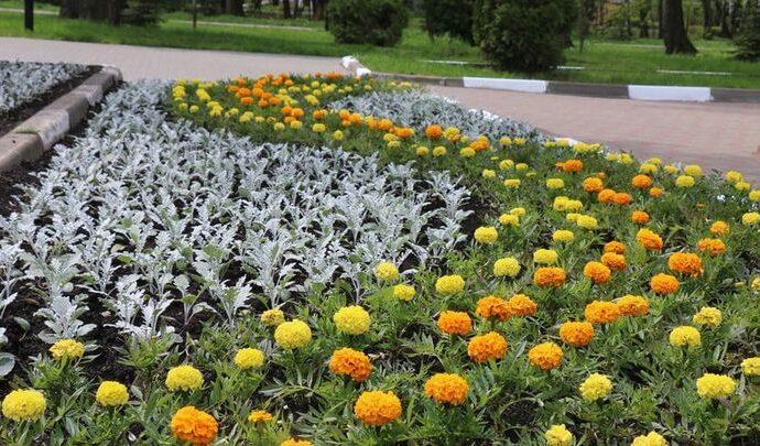 Более 200 тысяч цветов будут украшать Новомосковск Более 200 тысяч цветов будут украшать Новомосковск
