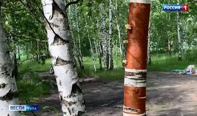 Участники вечеринки в Кондуках изуродовали деревья