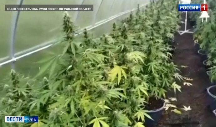 Белёвские полицейские обнаружили теплицу с коноплёй