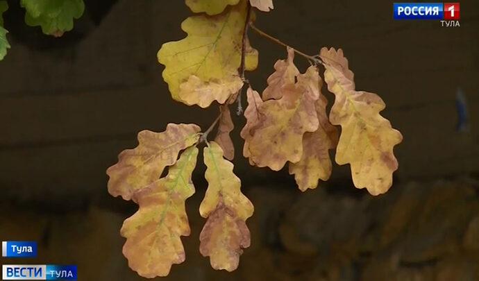 Минприроды Тульской области объявило о сборе желудей