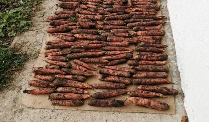 В музее «Бежин луг» собрали урожай для обитателей заповедника