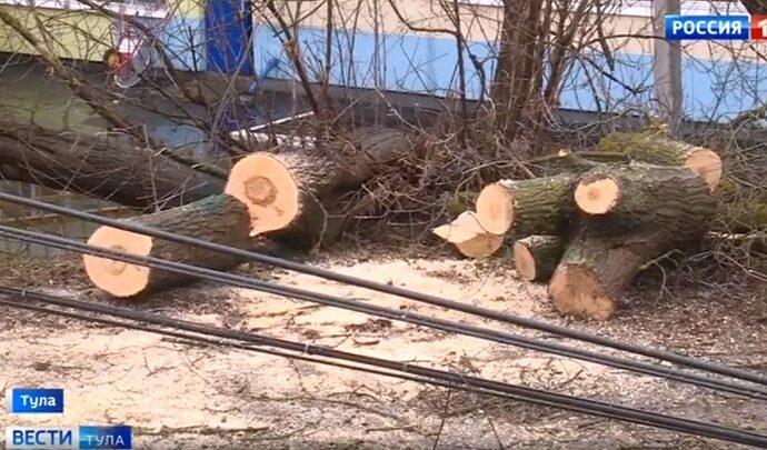 В Туле ураган повалил более 30 деревьев