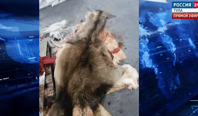 Кто застрелил лося? В Киреевском районе мужчину подозревают в браконьерстве