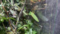 В Тульском зооэкзотариуме пополнение. Там поселились гигантские кузнечики