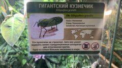 В Тульском зооэкзотариуме пополнение. Там поселились гигантские кузнечики