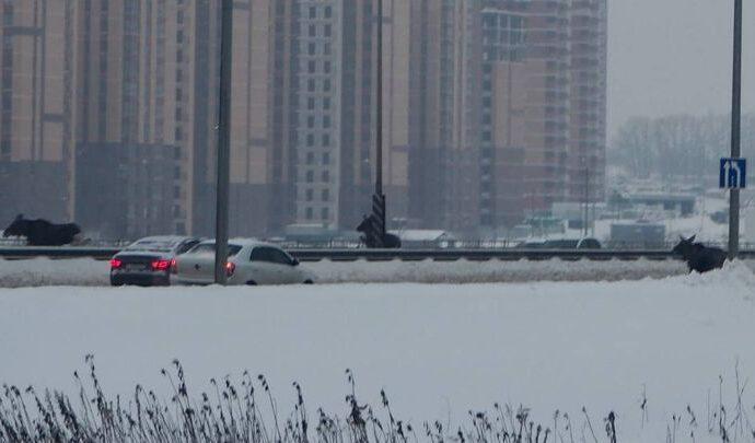 Туляки засняли, как три лося переходят Восточный обвод