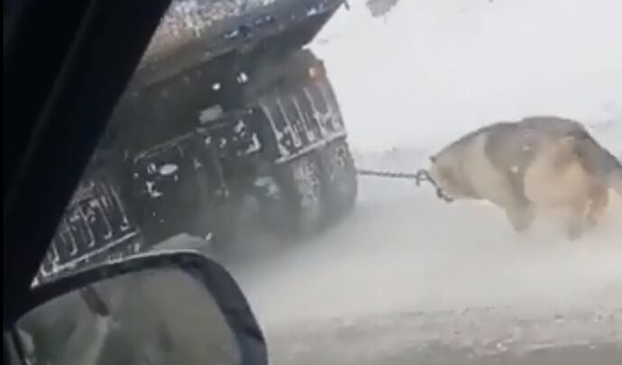 Туляки требуют наказать водителя, привязавшего собаку к грузовику