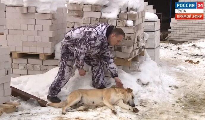 Континент бродячих собак: в Туле планируют отловить 1700 дворняг