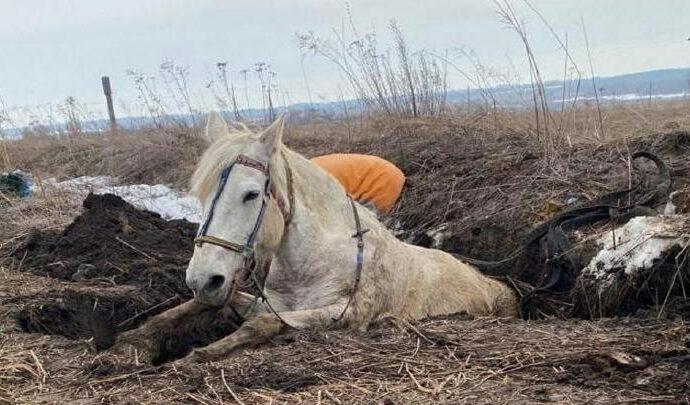 Тульские пожарные спасли лошадь, провалившуюся в яму