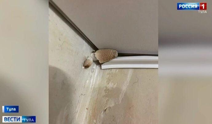 В пятиэтажке на Седова в Туле от сырости выросли грибы