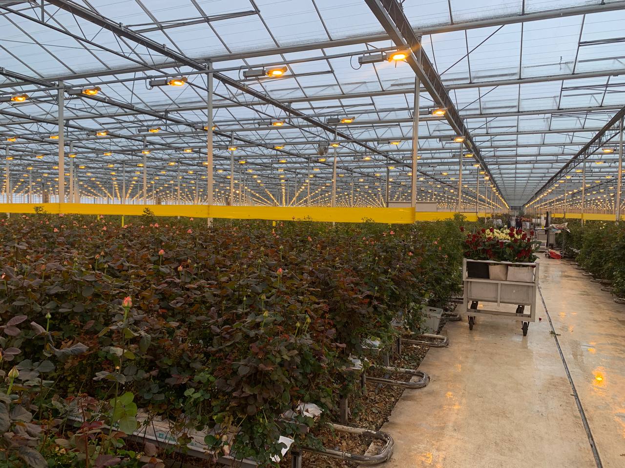 Миллион не только алых роз: тульские агрономы готовы поставлять благородный цветок по всей России