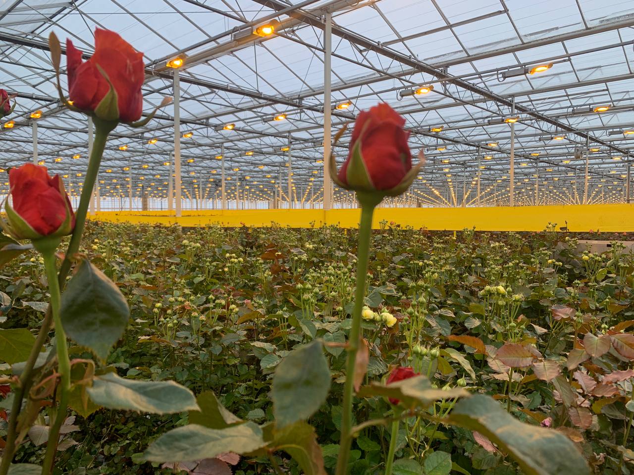 Миллион не только алых роз: тульские агрономы готовы поставлять благородный цветок по всей России