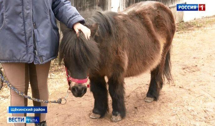 При Толстом пони здесь не было. Как живёт яснополянская конюшня?