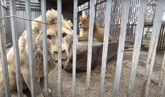 Тульский экзотариум призывает помочь зоопаркам ДНР, ЛНР и Украины