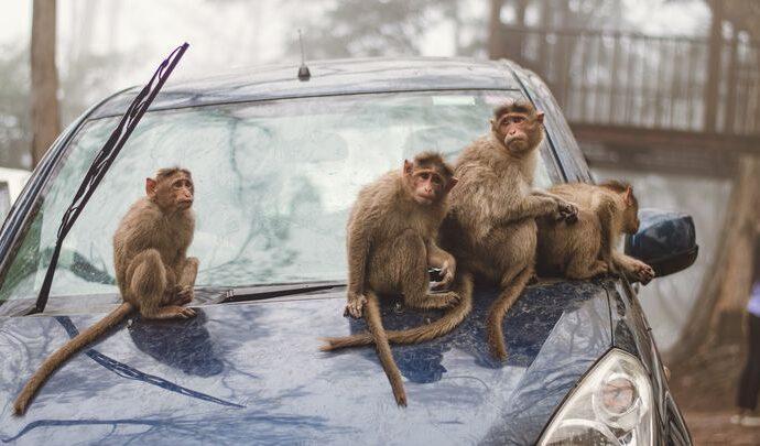 Большинство россиян не боятся подхватить обезьянью оспу