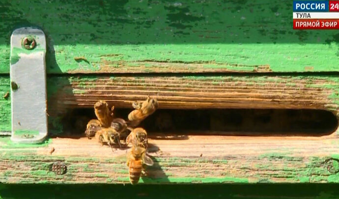 Тульские пасечники опасаются гибели пчёл в этом году