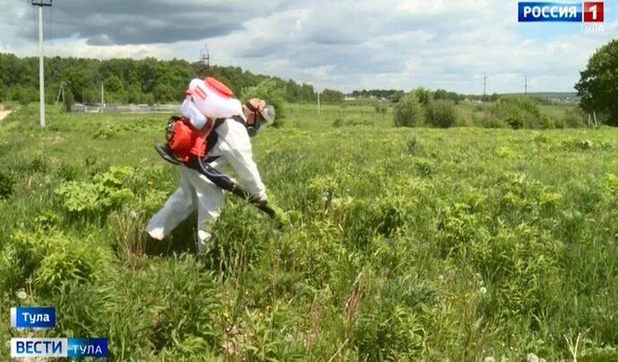 В тульском Заречье потратят 850 тыс. рублей на войну с борщевиком