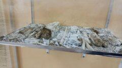 «От чистого пионерского сердца»: стал известен текст капсулы времени, заложенной тульскими пионерами в 1979 году