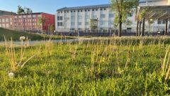 Тулу захватывают сорняки Тулу захватывают сорняки