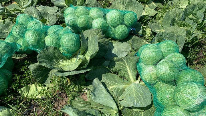 Капусту и кабачки из Дубны можно найти на прилавках по всей стране