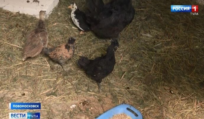 В Новомосковске курица высидела яйцо павлина