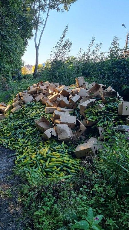 Огуречную свалку устроили прямо у людских могил