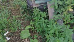 В Тульской области снова гибнут пчёлы