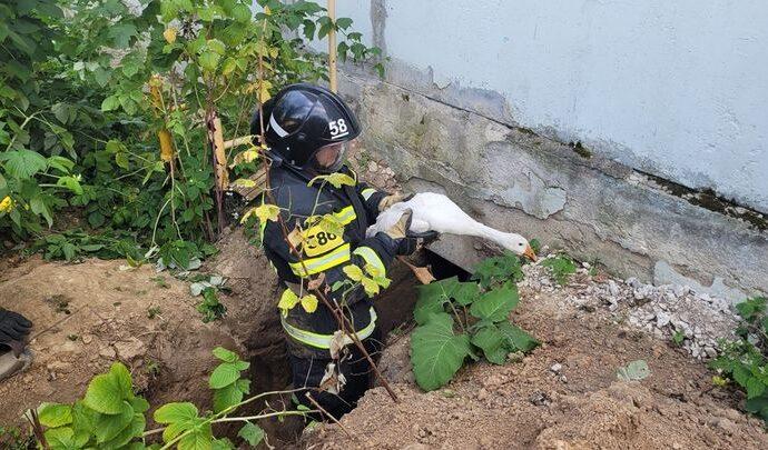 Одоевские спасатели пришли на помощь гусям