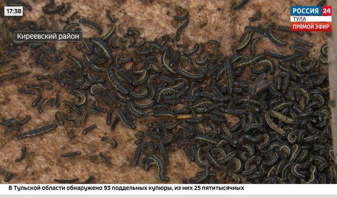 Дети кукурузы: в Киреевском районе нашествие гусениц грозит сгубить весь урожай