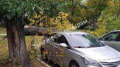 В Туле упавшие деревья повредили несколько машин