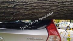 В Туле упавшие деревья повредили несколько машин