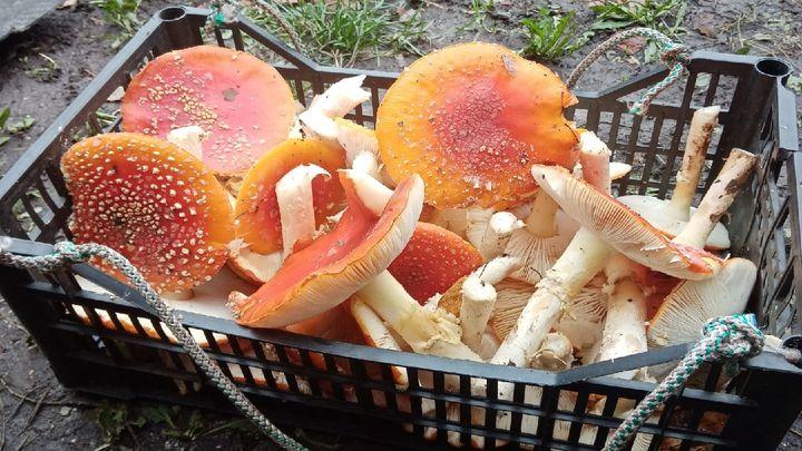 День грибника: в Тульской области организуют туры по грибы