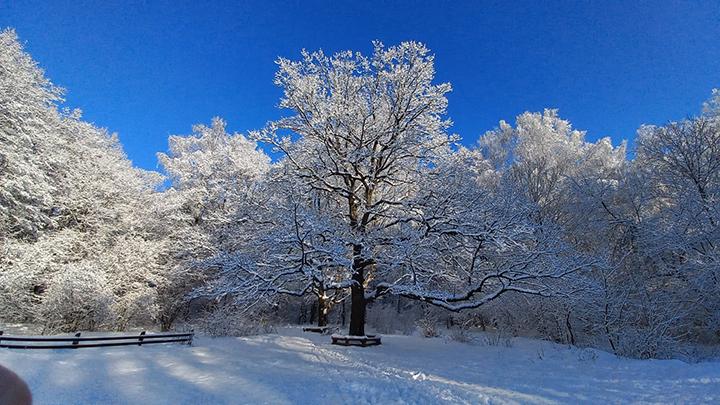 Тульский 200-летний дуб попал в реестр старовозрастных деревьев России