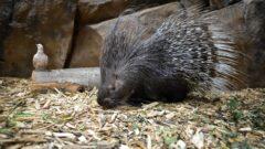 Туляков приглашают на показательное кормление дикобразов