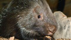 Туляков приглашают на показательное кормление дикобразов