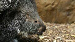 Туляков приглашают на показательное кормление дикобразов