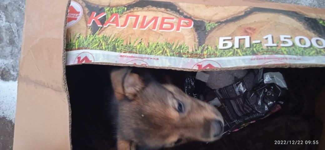 В Туле мужчина подкинул к приюту щенка в коробке из-под апельсинов
