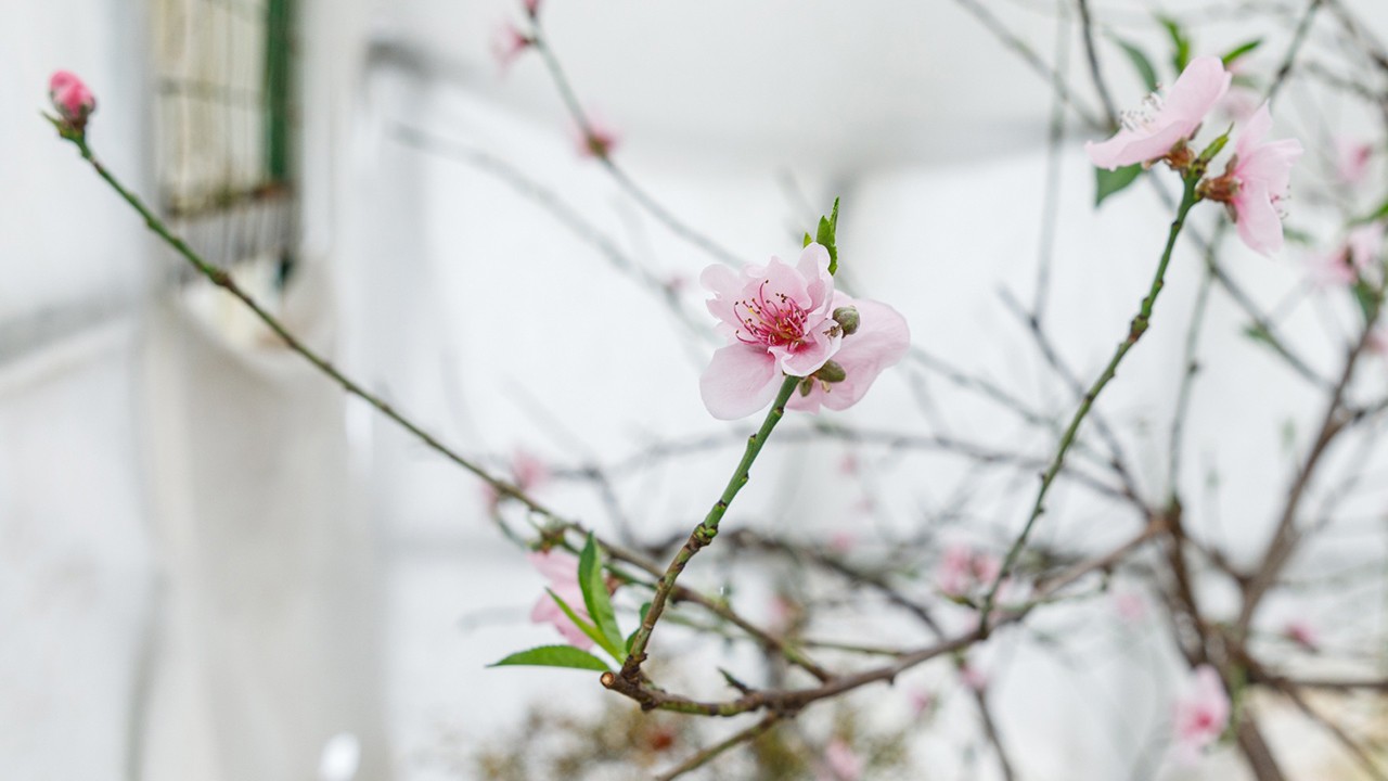 В оранжерее Ясной Поляны зацвел персик