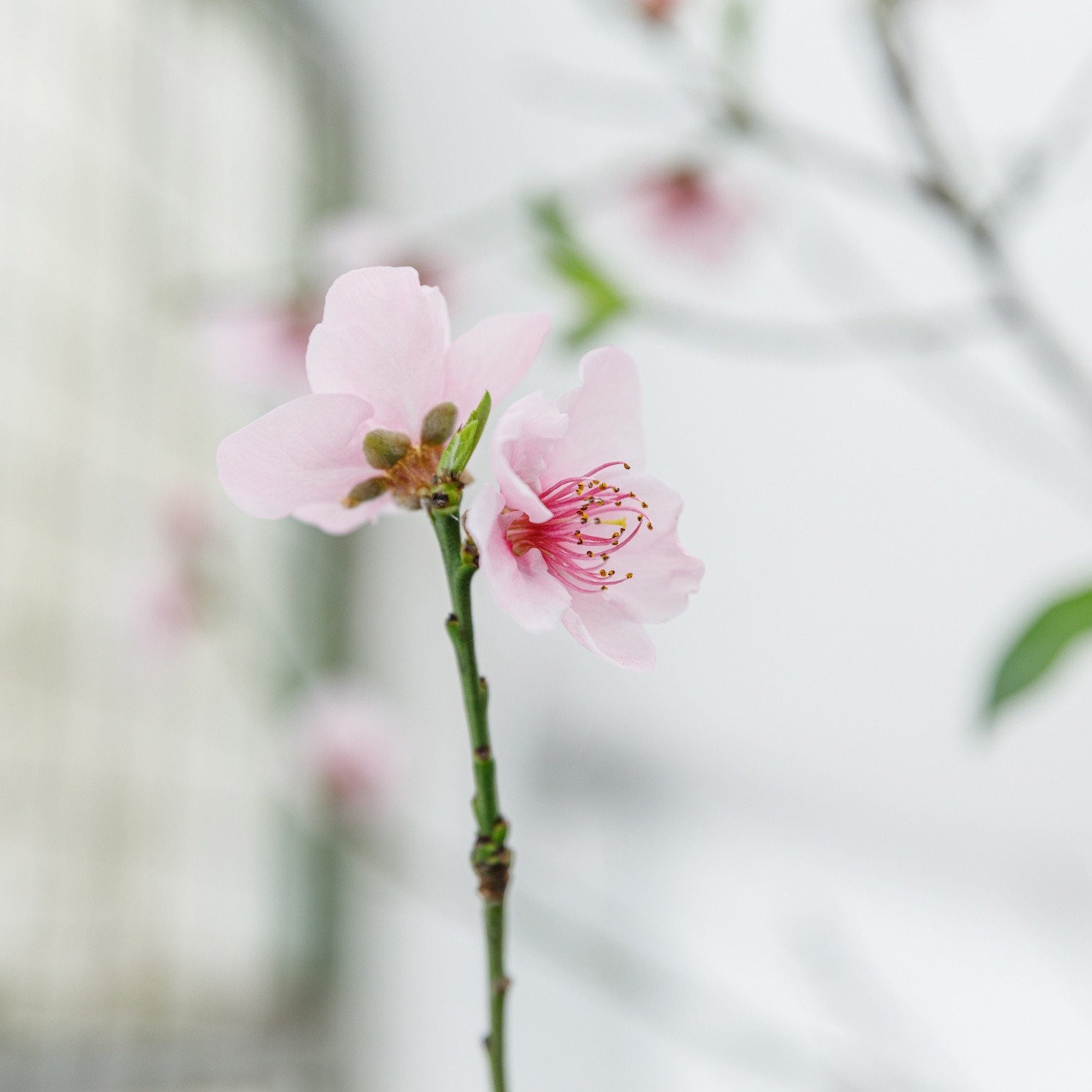 В оранжерее Ясной Поляны зацвел персик
