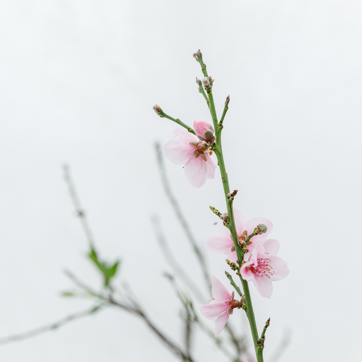 В оранжерее Ясной Поляны зацвел персик