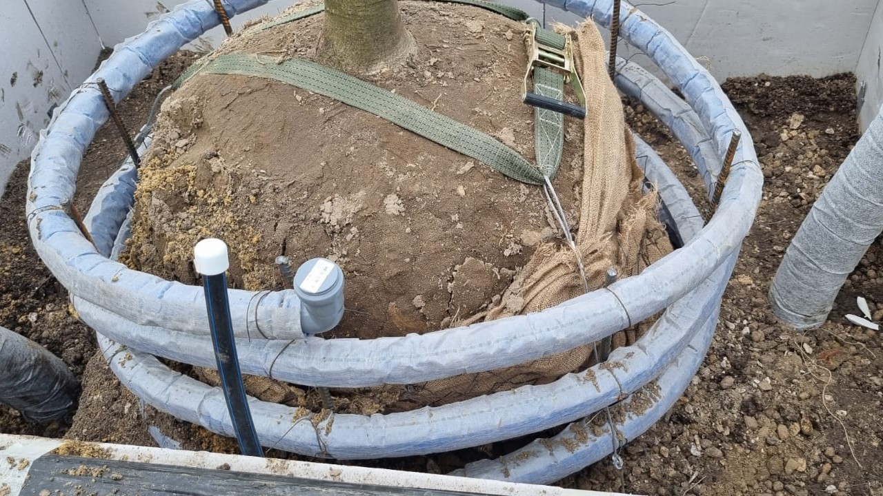 Туляки переживают, что новые липы на проспекте протянут недолго