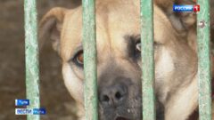 Взять собаку из приюта: эксперты РКФ рассказали о правиле 3-3-3