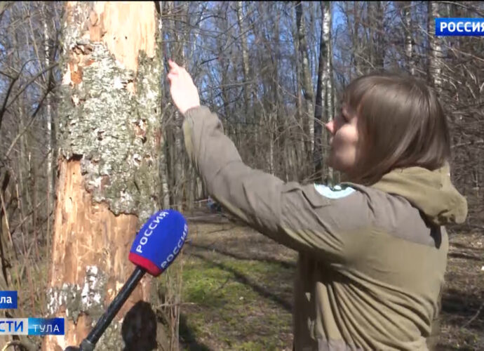 Центральный парк Тулы поредел на 500 деревьев. Как возместят утрату?