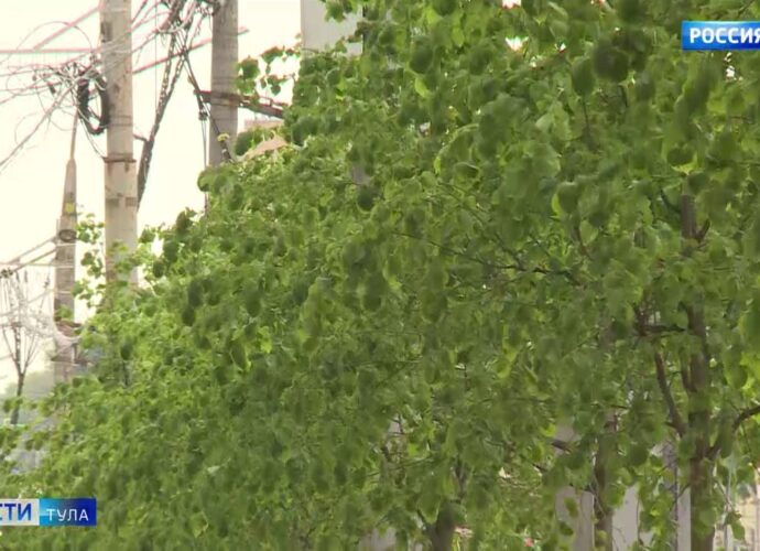 На одного жителя Тульской области приходится более 200 деревьев